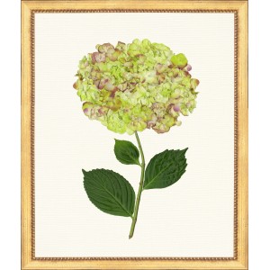 TLC- HYDRANGEA 15  20 X 24